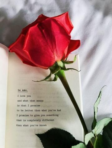 Raindrops And Roses Beautiful Love Flowers Rose Quotes Red