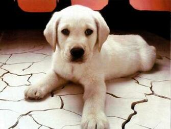 Cute Puppy Puppies Wallpaper