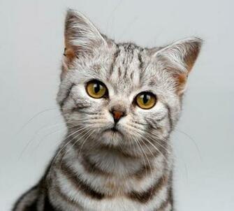 Breeds Of Cats Types Wallpaper