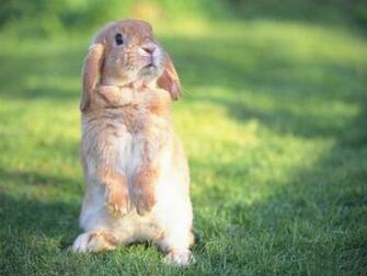 Cute Easter Bunny Rabbit Pictures Christian Wallpaper