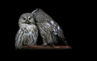 Owl Computer Wallpaper Desktop Background