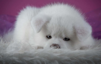 Pink Puppies Wallpaper S