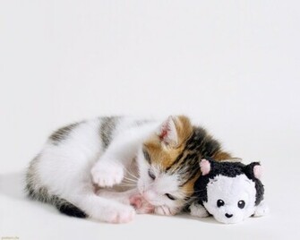 The Wallpaper Background Kitty Cat