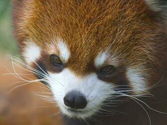 Red Panda Computer Wallpaper Desktop Background Id