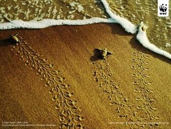 Turtles Turtle
