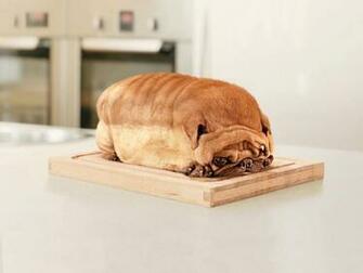 Share This Cute And Funny Dog Picture On