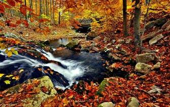 Autumn Forest Wallpaper For Desktop Net