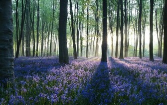 Dawn In Forest Wallpaper HD