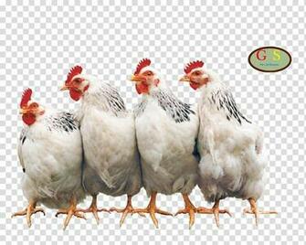 Chicken Coop Hen Rooster Poultry Farming Transparent