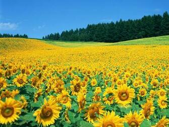 Sunflower Field Wallpaper HD Background