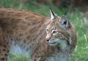Big Cats Wallpaper