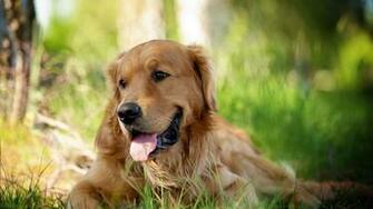 Golden Retrievers Puppies Dogs HD Wallpaper Hq Desktop