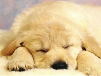 Wallpaper Pc Computer Dog Sleeping