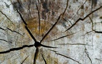 Wood Wallpaper