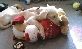 Valentine S Day Puppies Wallpaper Arni796 Picserio