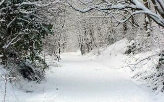 Snowy Forest Wallpaper