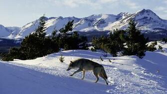 Rocky Mountains Wolf Wallpaper