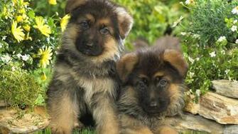 Dogs Wallpaper HD Desktop Background