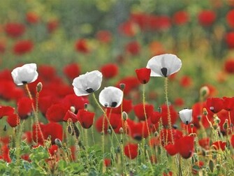 White Poppy Screen Background