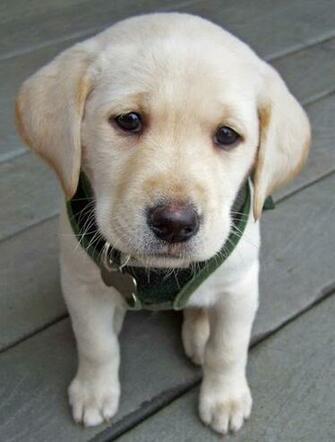 Medium Dog Breeds Labrador Retriever Wallpaper