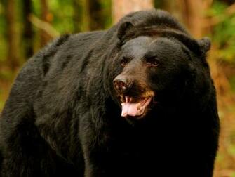 Wild Black Bear Wallpaper HD