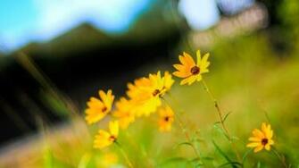 Yellow Tiny Beautiful Flowers High Definition Wallpaper HD