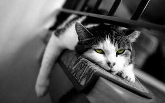 Lazy Cat Sleeping