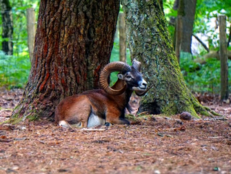 Mouflon Opendesktop Org
