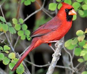 Cardinal Bird Wallpaper