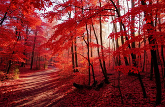 Red Forest Wallpaper