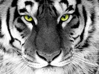 Pics Photos Tiger Face Wallpaper