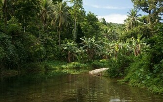 Jungle Wallpaper Photography Gallery Pc