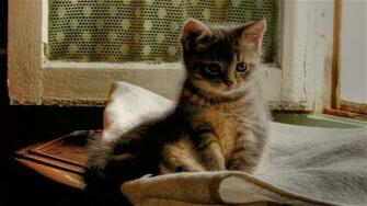 Super Cute Cats Wallpaper