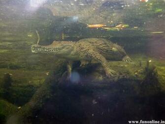 Crocodile Wallpaper Swamp Killer Crocodiles HD