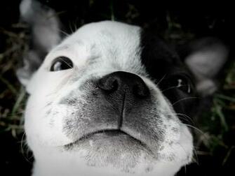 Boston Terrier Puppy Wallpaper