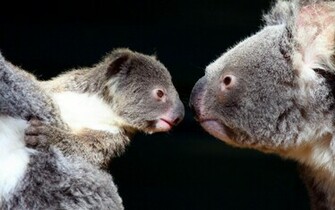 Wallpaper Animals Koala
