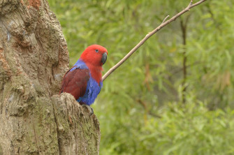 Eclectus Parrot Delightful Wall Mural Photowall