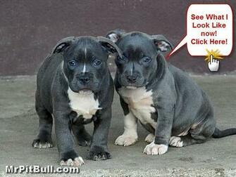 Wallpaper Dog Background HD Blue Pitbull Puppies Image