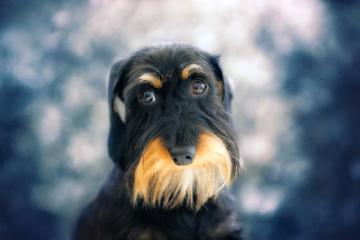 Airedale Terrier High Quality HD Wallpaper Nature
