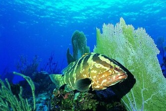 Life Underwater Wallpaper