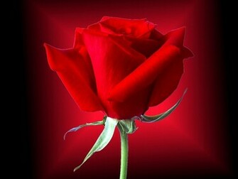 Beautiful Pink Rose Flower Wallpaper Roses