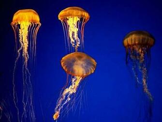 Jellyfish Wallpaper Full Desktop Background