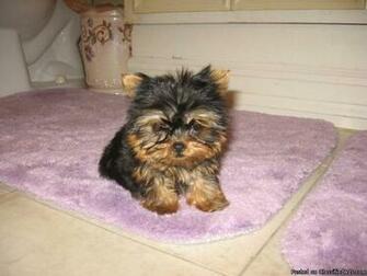 High Definition Wallpaper Photo Yorkies Html