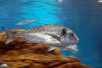 Ocean Fish Swimming