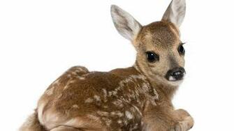 Wallpaper Calf Deer White Background Full HD 1080p