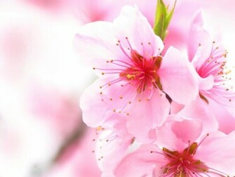 Cherry Blossom Flowers Wallpaper
