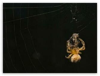 Black Wallpaper Pictures Background Spider Hunting