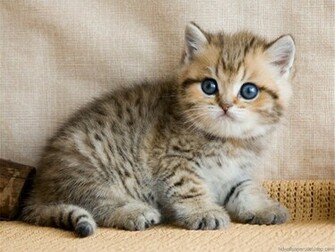 Cat Wallpaper Kitten Picture Desktop Background
