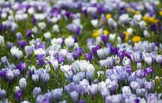 Wallpaper Nature Glade Spring Crocuses White Primrose Lilac