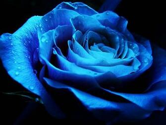 Wallpaper Blue Rose
